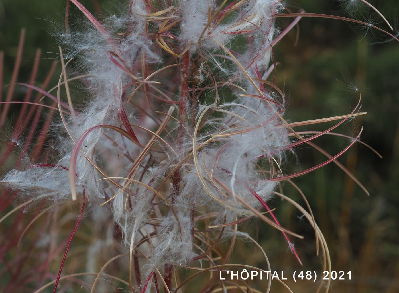 Willow-herb, Rosebay fruit